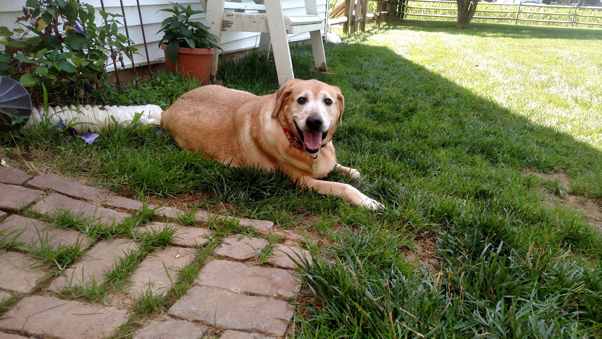 Lab Rescue - Roxy1.jpg